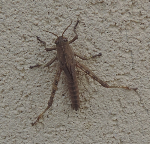 Cavalletta in giardino:  Ninfa di Anacridium aegyptium